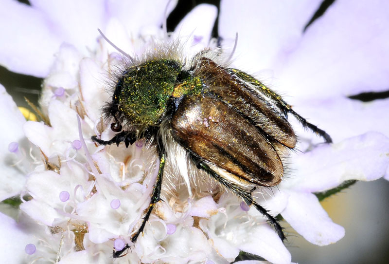 Eulasia pareyssei (Glaphyridae)  dalla Grecia